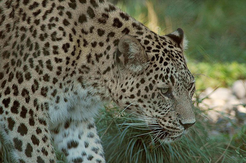 Définition | Léopard - Panthera Pardus